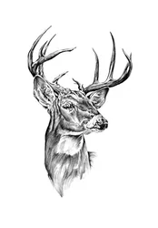 Portrait de Noble Buck