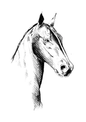 Profil de Noble Horse