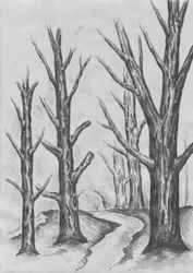 Chemin à travers les arbres dénudés