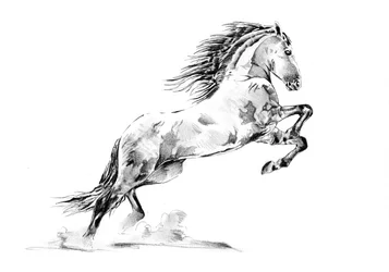 Élevage de chevaux Appaloosa