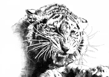 Le Tigre rugissant