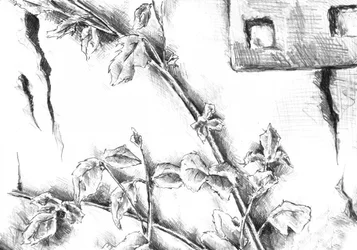 Esquisse « Rose rustique »