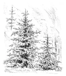 Forêt de conifères enneigée