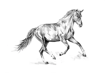 Galop fougueux