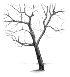 Arbre d