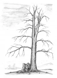Le château des arbres en hiver