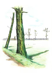 Grands arbres, longues ombres