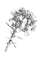 Épines et fleurs