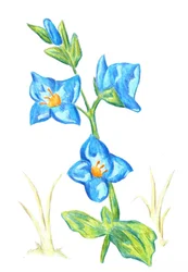 Fleurs d