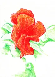 Fleur rouge éclatante