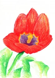 Tulipe rouge vif