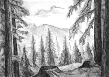 La forêt de Wild Mountain