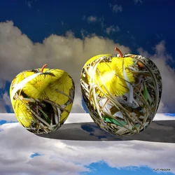 Pommes texturées n° 3