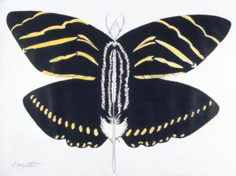 Papillon à plumes, 2004 (crayon de couleur sur papier)