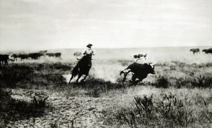 Cow-boy à cheval attrapant un veau