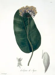 Asclepias Syriaca de 