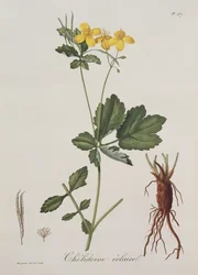 Celidonium Majus de Phytographie Médicale par Joseph Roques, publié en 1821