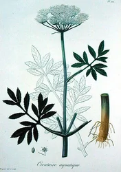 Cicuta Virosa de 