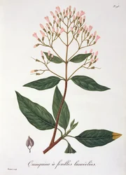Cinchona de 