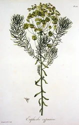 Euphorbia Cyparissias de 