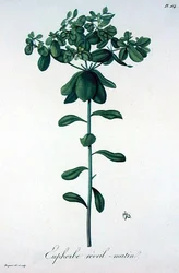 Euphorbia Helioscopia de 