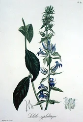 Lobelia Siphilitica de 