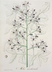 Melia Azedarach de 