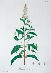 Menthe poivrée Mentha piperita, 1821