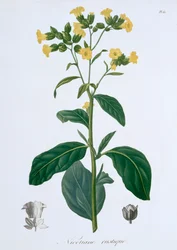 Nicotiana Tabacum, 1821