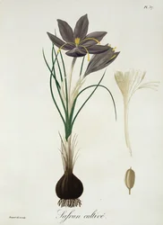 Crocus safran extrait de 