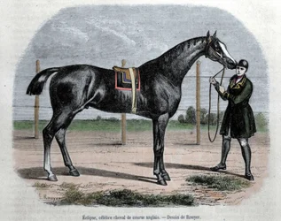 Le cheval de course anglais Eclipse. Illustration par Rouyer