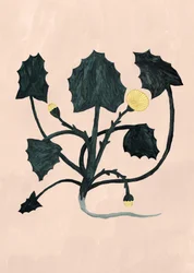 Plante inconnue, 2018