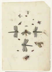 Libellules et insectes volants