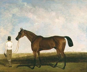 Un palefrenier menant un cheval de course baie