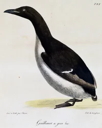 Guillemot de Brünnich, de Voyage pittoresque autour du monde