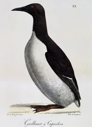 Guillemot de Troïl (Uria aalge), de "Voyage pittoresque autour du monde"