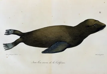 Jeune lion de mer, Californie, de Voyage pittoresque autour du monde