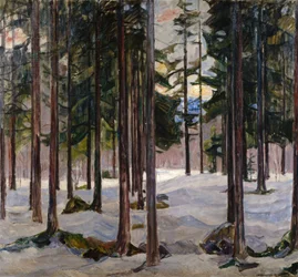 Arbres dans la lumière d