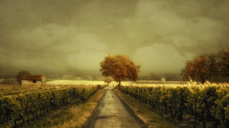 Route des vignobles d