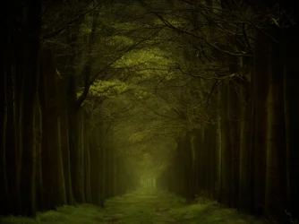 Le sentier de la forêt sombre