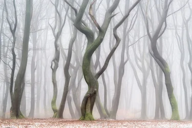Une forêt hivernale inquiétante