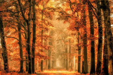 Sentier forestier d