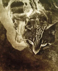 Chat (tirage négatif)