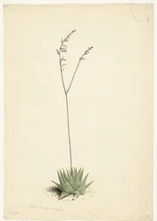 Aloès en fleur