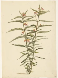 Fleur de soie (Asclepias curassavica)