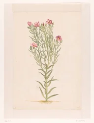 Plante avec fleurs roses