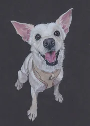 Fluffy , 2025 (crayon de couleur sur papier teinté)