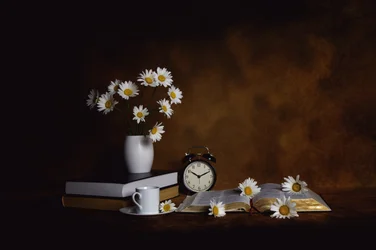 Daisies Books – Paix matinale