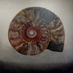 Ammonite argentée