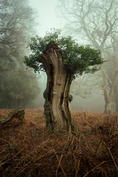Ancient Bonsai, 2025 (photo)